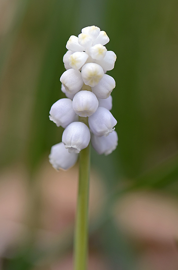 Muscari botryoides, albino